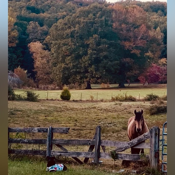 Heart Diamond Farm - Picture 14 of 15